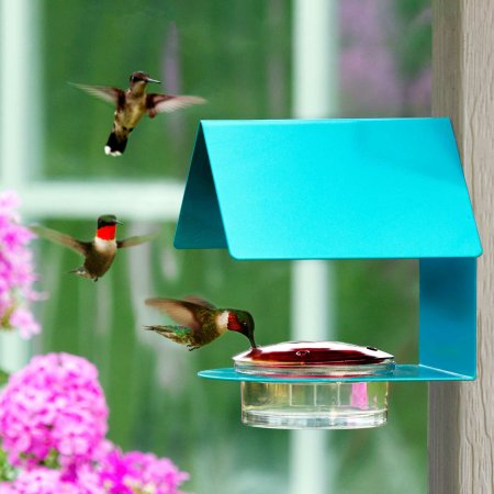 6 Surefire Ways to Attract Hummingbirds to Your Yard