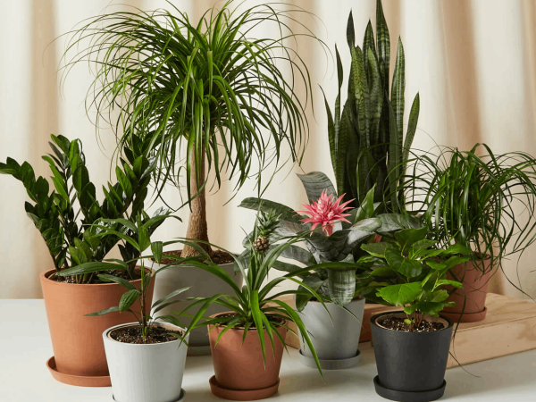 The 9 Best Places to Buy Fake Plants in 2023