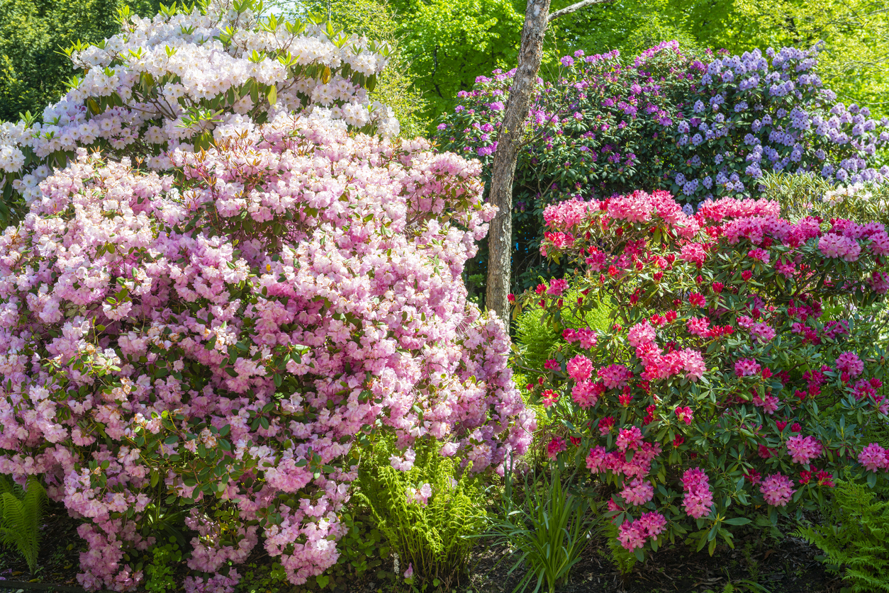 outdoor plants you can propagate from cuttings