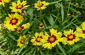 A mesh garden fence protects yellow flowers from garden pests.