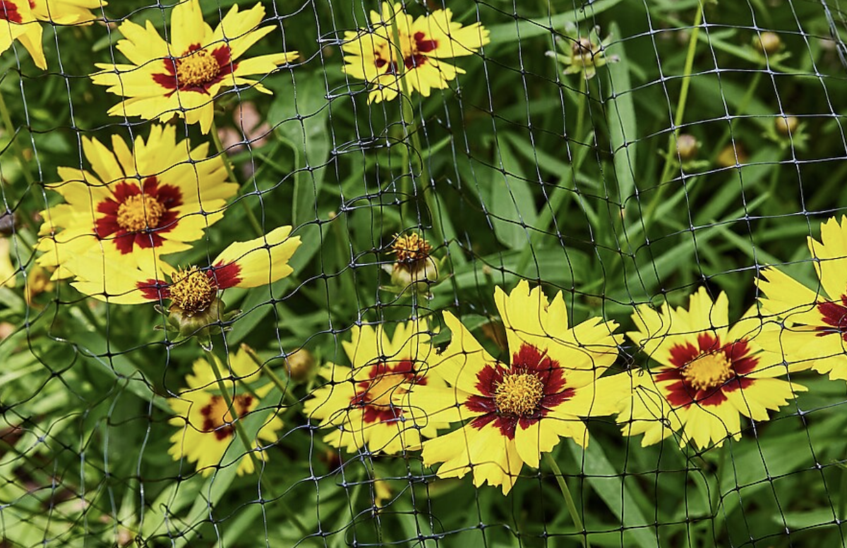 A mesh garden fence protects yellow flowers from garden pests.