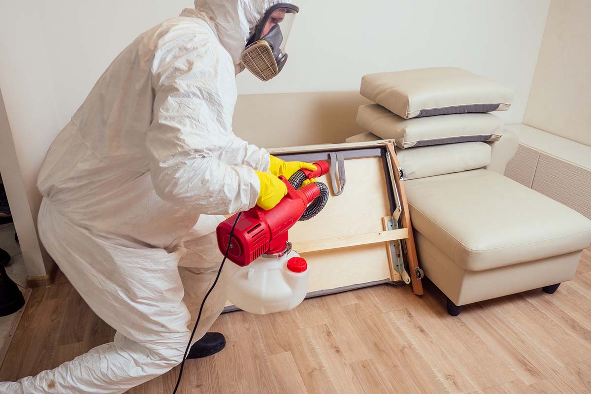 Office Bed Bug Extermination Nyc