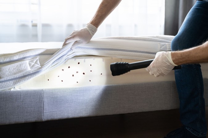 The Best Steamers for Bed Bugs of 2023