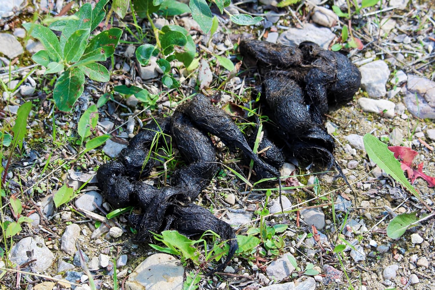 What Does Coyote Poop Look Like