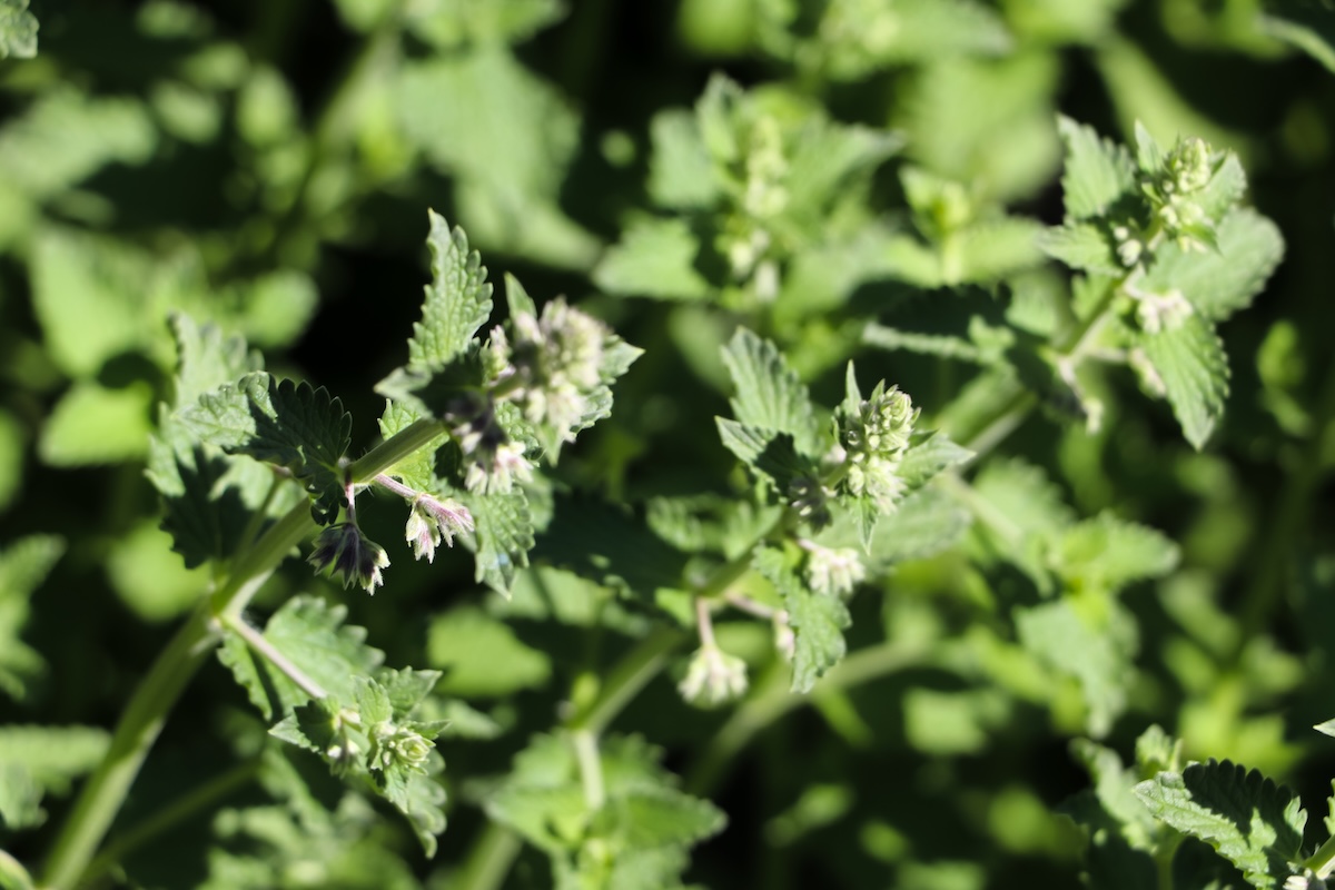 green nepeta catnip flower sprouts at the start of spring ~ shot with canon