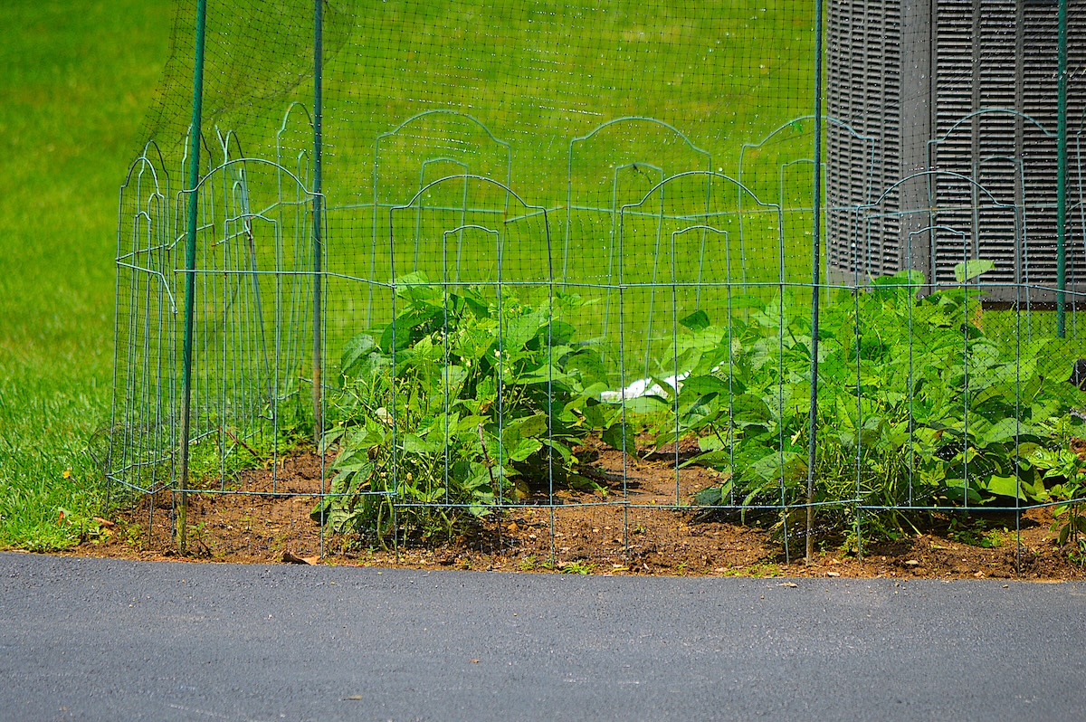 A mesh chicken wire fence planted in-ground to protect a small garden from pests.