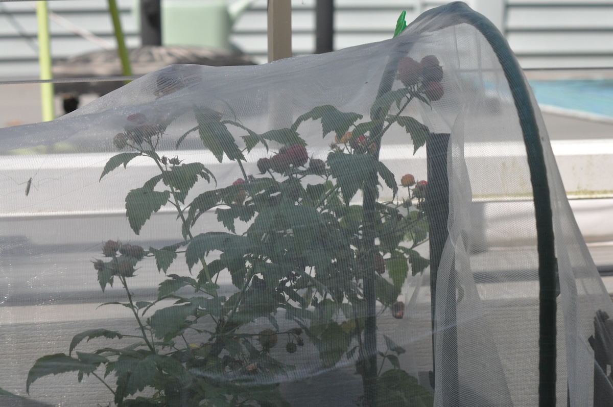 A small berry plant is protected by a net from birds and pests.