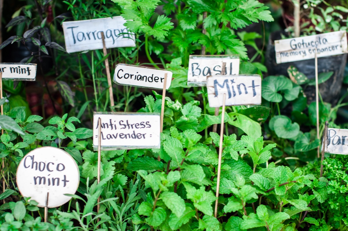Several herbs planted in a garden small signed staked into the ground, labeling the plant varieties.