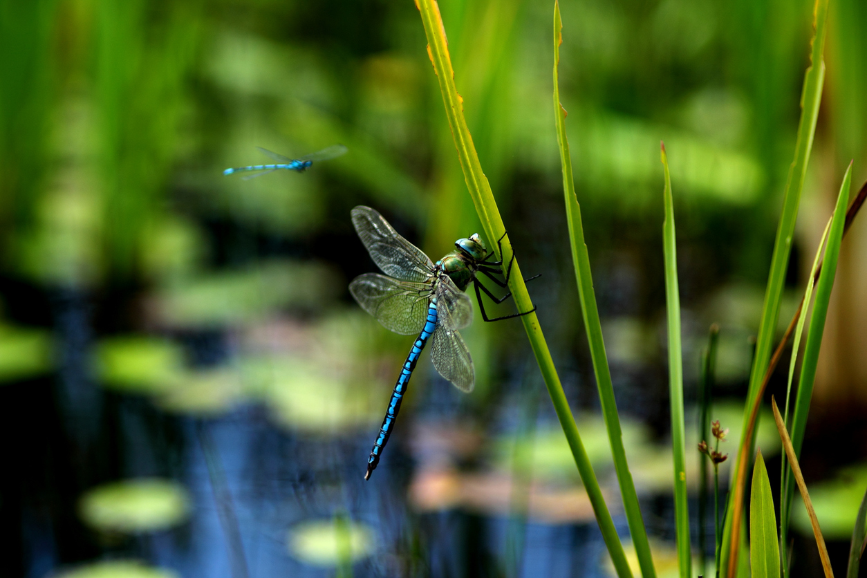 how to attract dragonflies