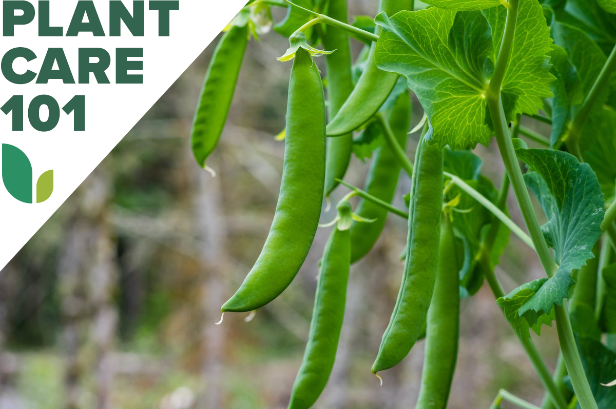 how to grow peas - pea plant care 101