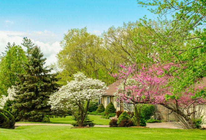 flowering trees