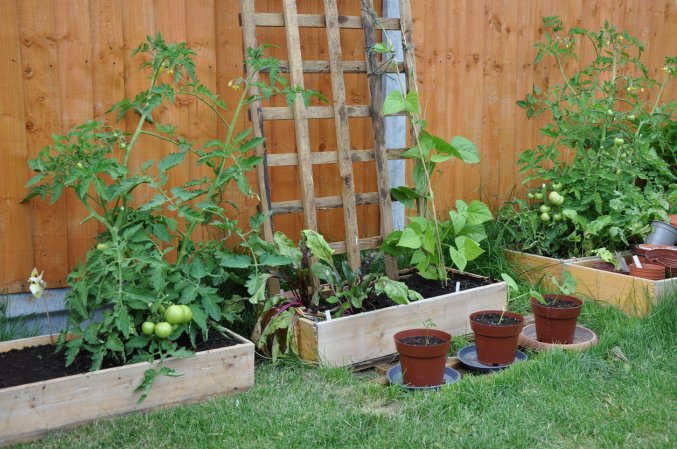climbing vegetables