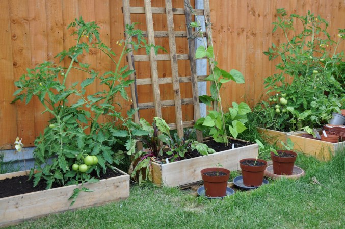 11 Decoy Plants Guaranteed to Trick Garden Pests