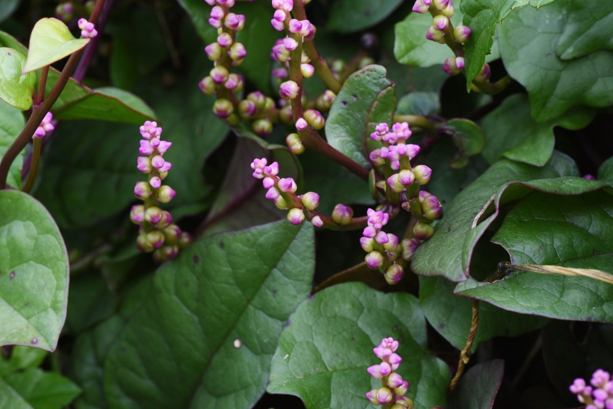 Malabar spinach with pink buds