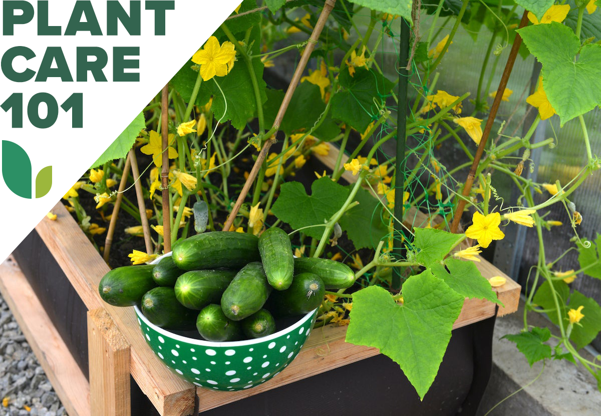 cucumber plant care 101 - how to grow cucumbers