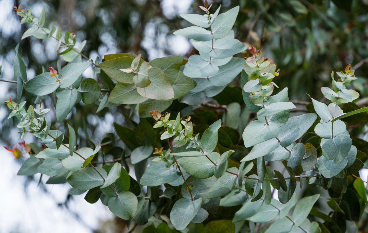 plants that keep mosquitos away