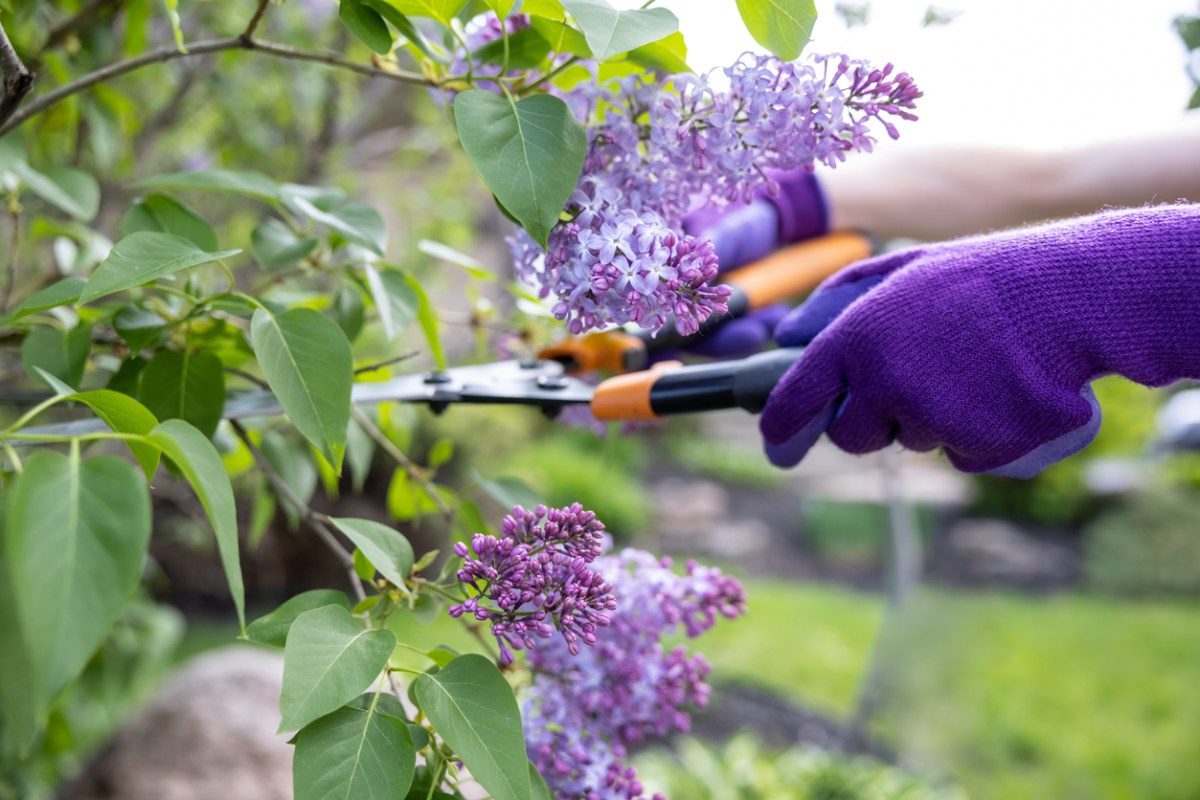 how to prune lilacs