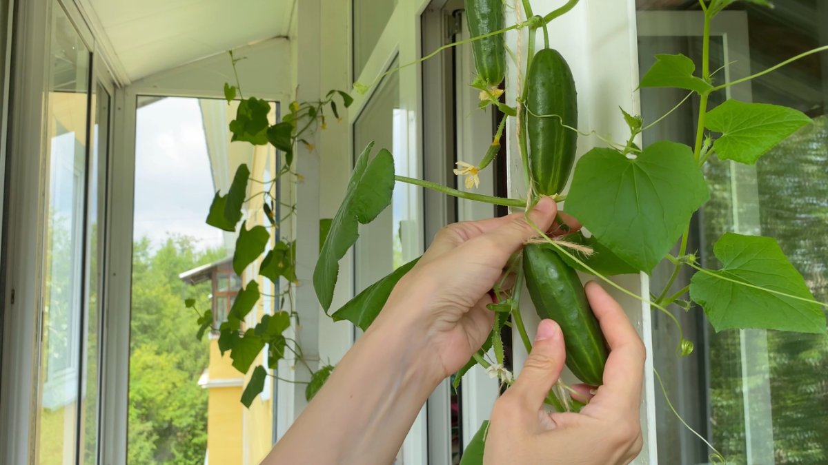 Person picking cucumber off climbing vine.