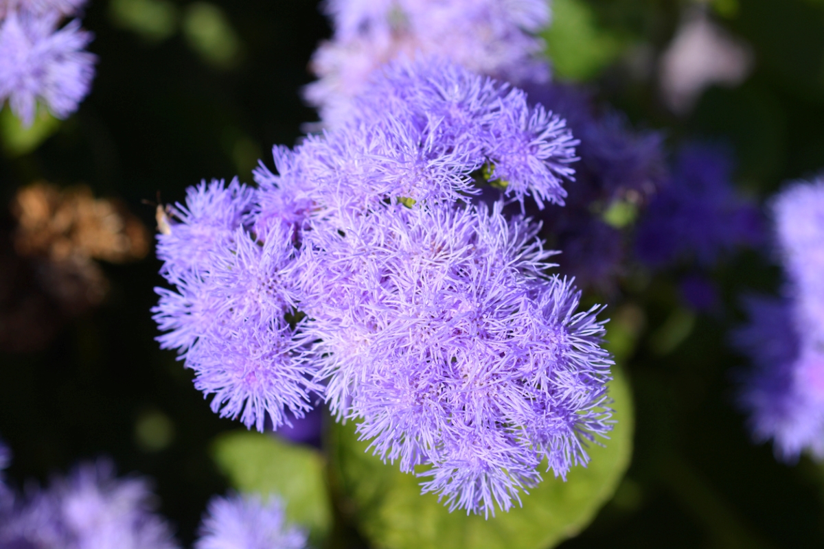 Purple floss flower.