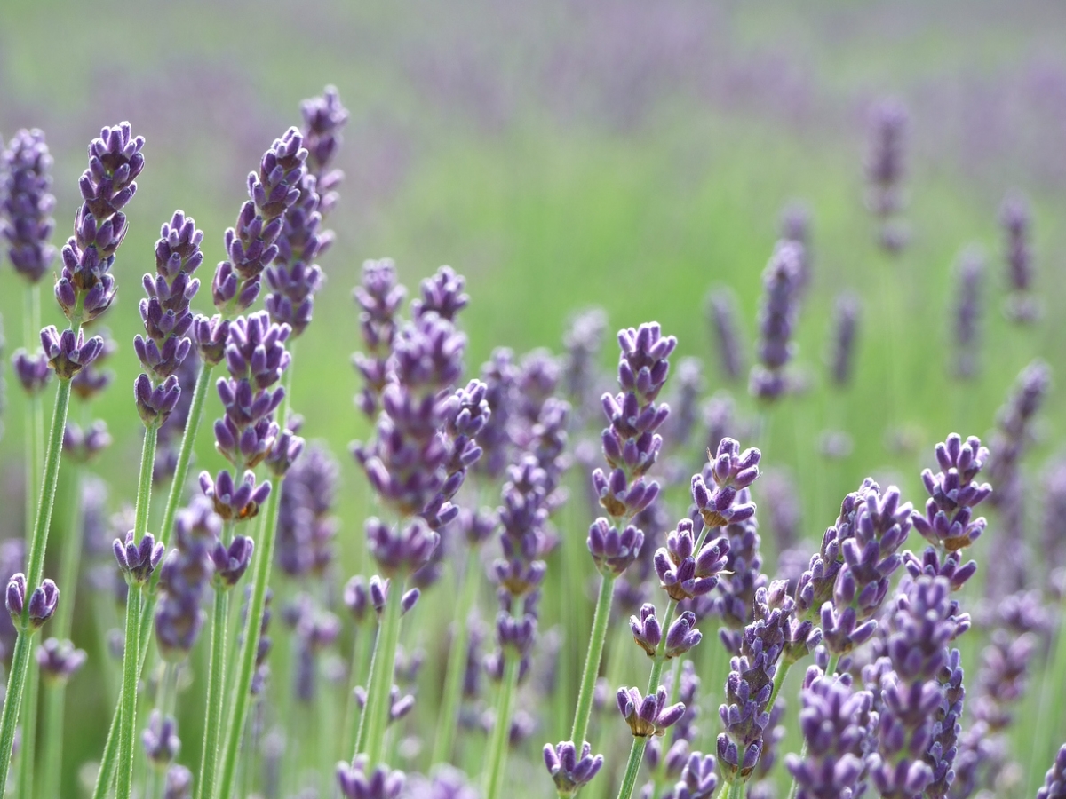 Purple English lavender flowers.