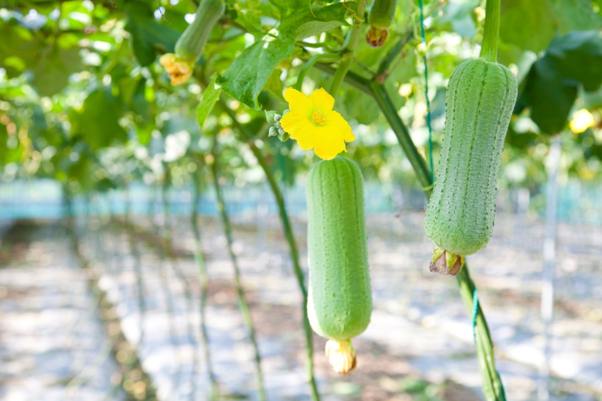 Luffa on vines with luffa flowers.