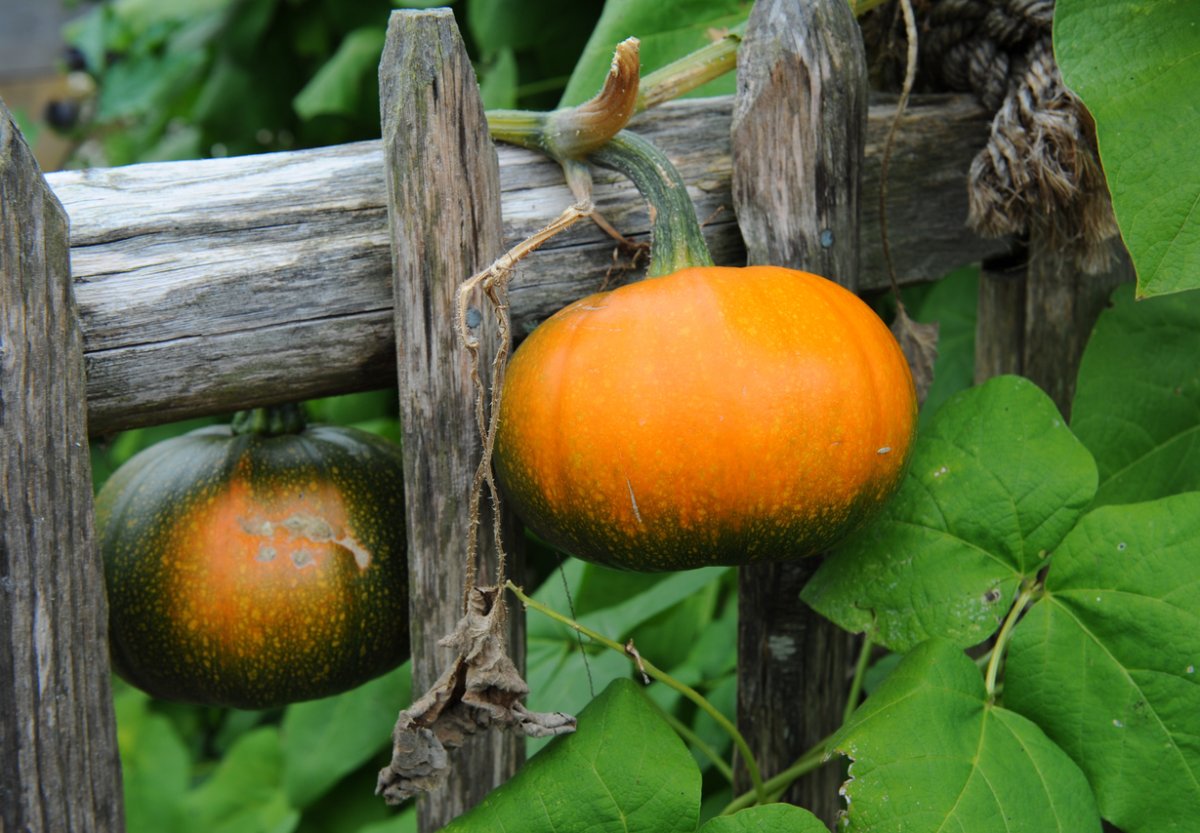 Small pumpkins growing over a wooden fence or trellis.