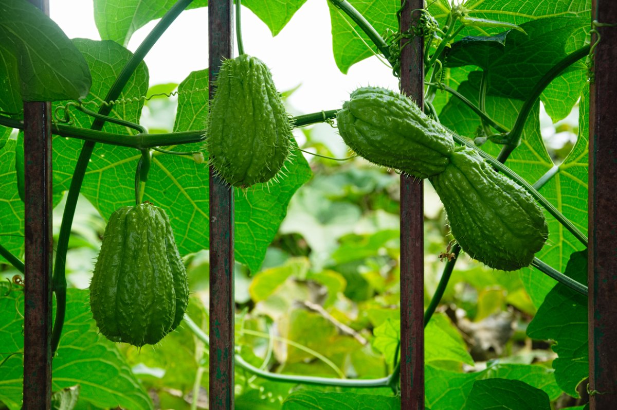 Chayote growing on a vine supported by a trellis.