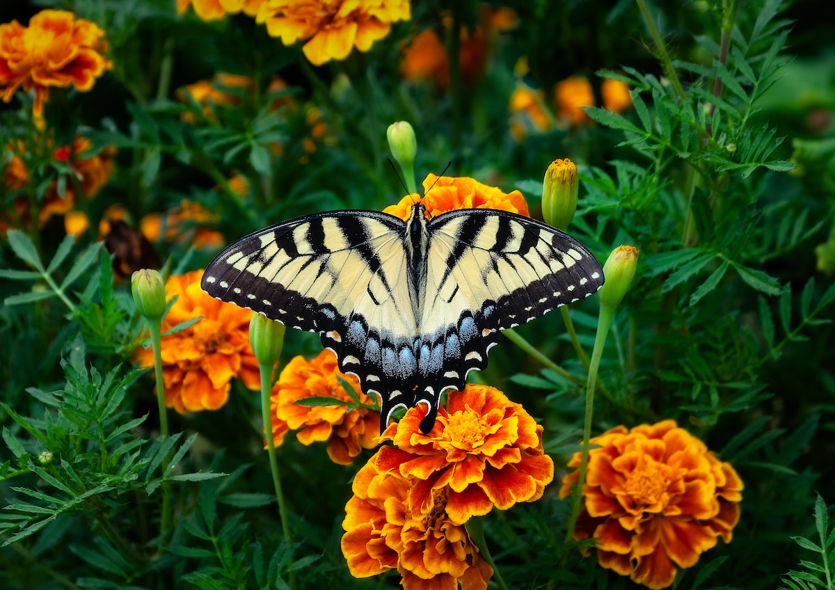 why plant marigolds in garden
