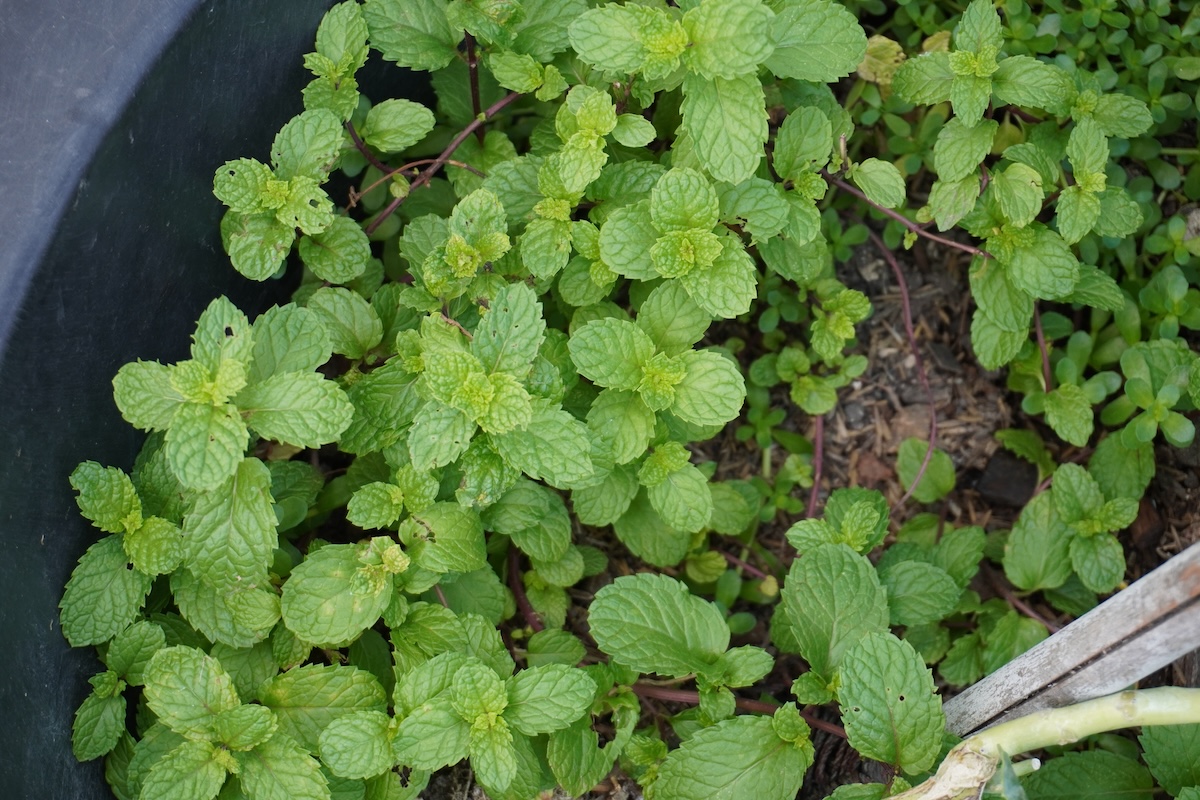 Assorted mint plants in a garden bed.