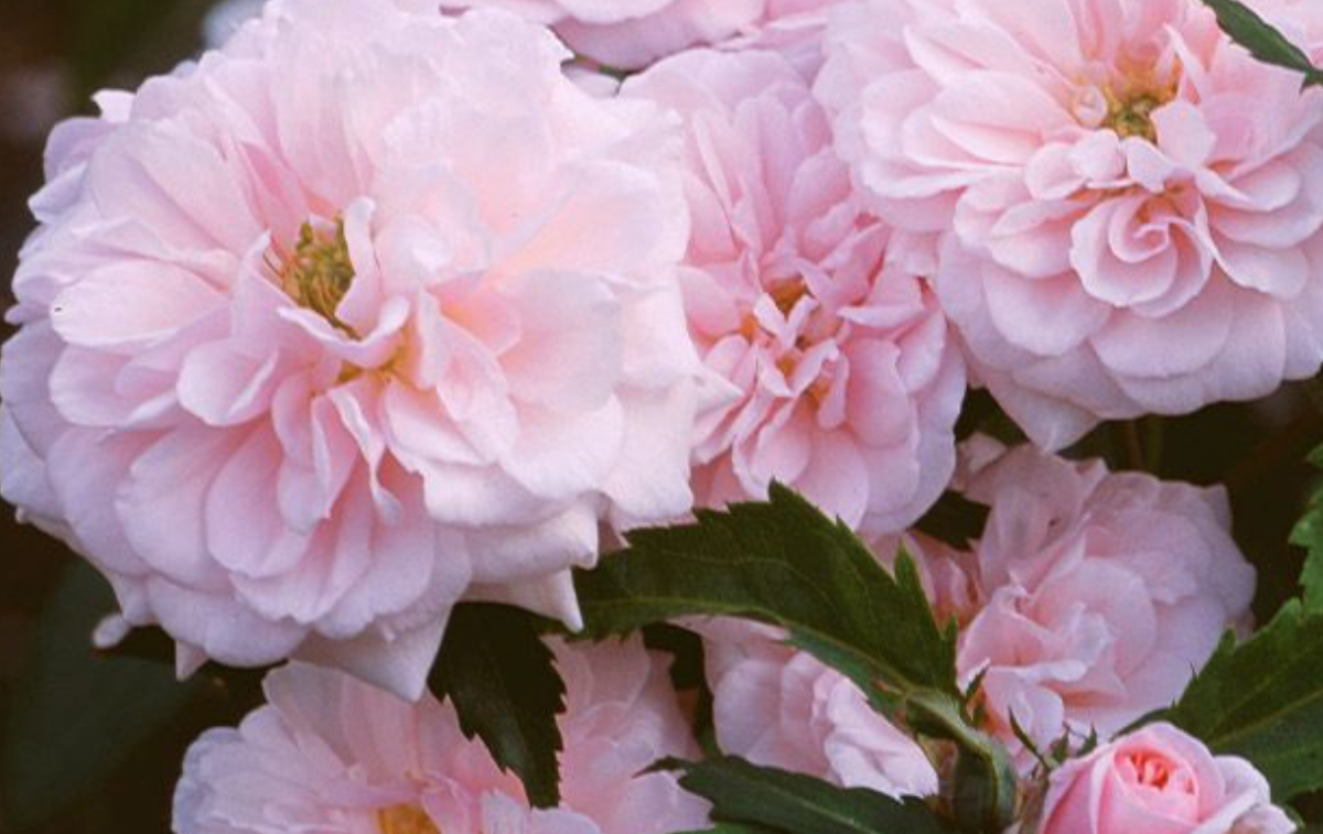 monochromatic gardens