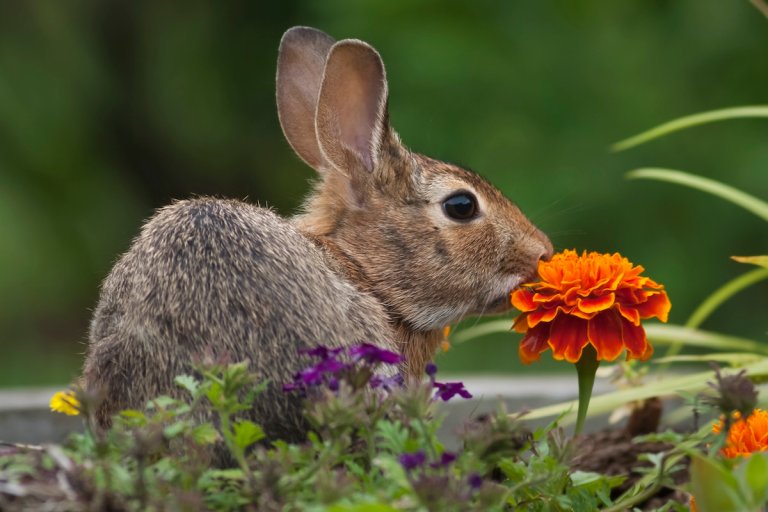 A cottontail rabbit eats a marigold from a planted garden.