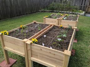 Raised wooden garden beds with young plants separated into growing sections.