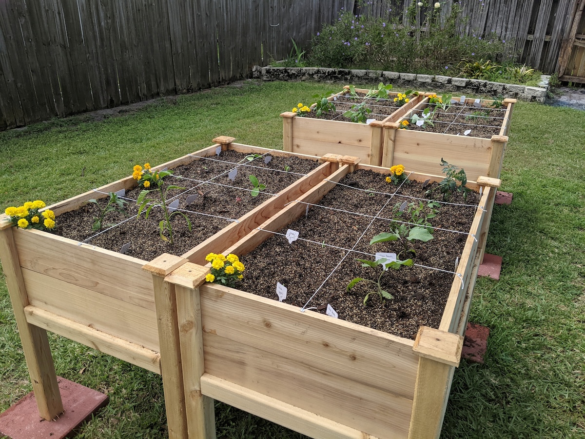 Raised wooden garden beds with young plants separated into growing sections.