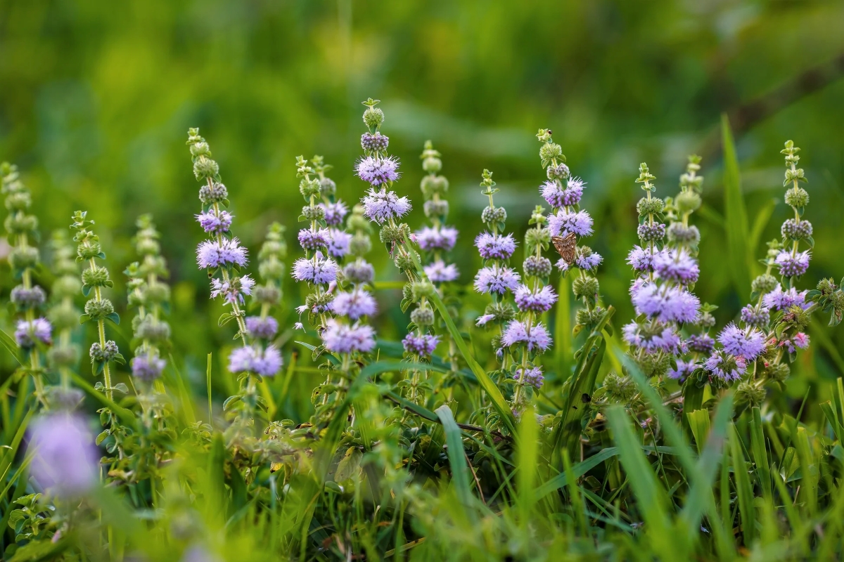 Mint plant with purple flowers.