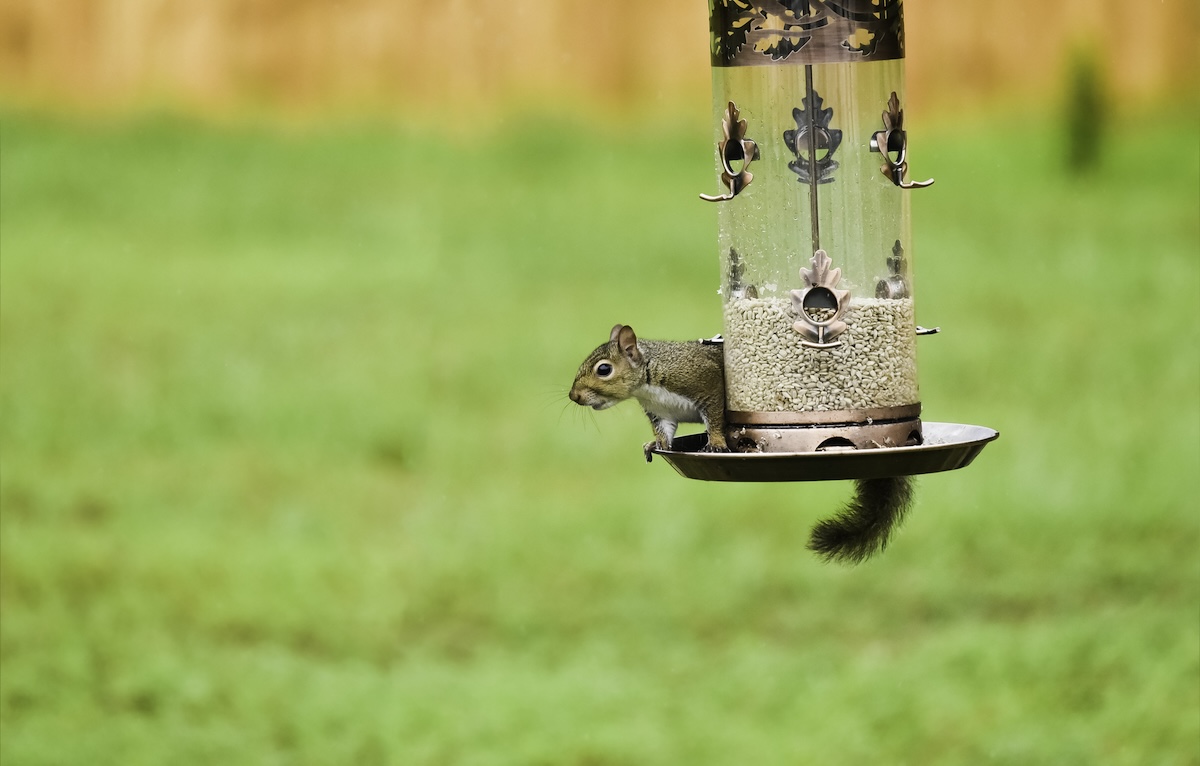 A squirrel rests on the ledge of a bird feeder.