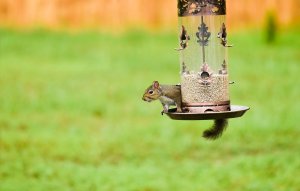 A squirrel rests on the ledge of a bird feeder.