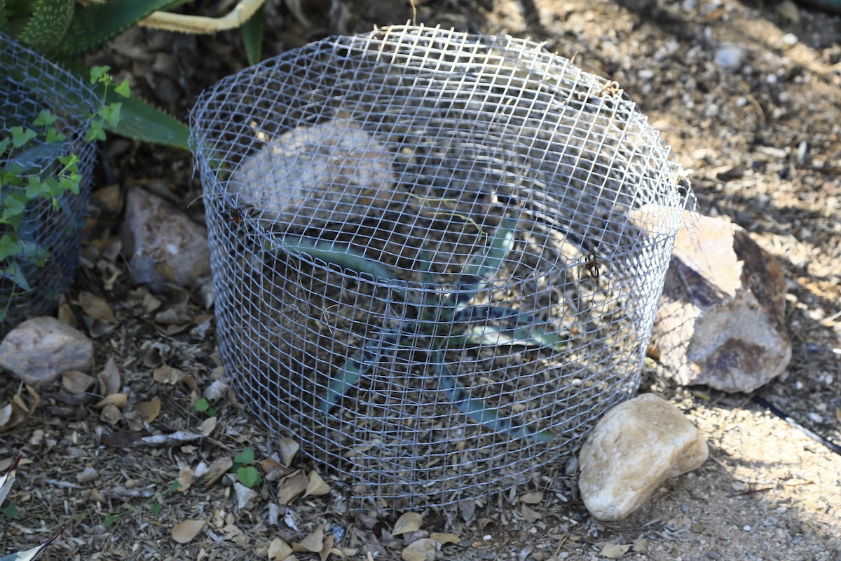 A small plant covered by a wire cloche.