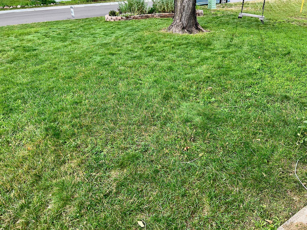 The author's lawn looks greener than ever before. 