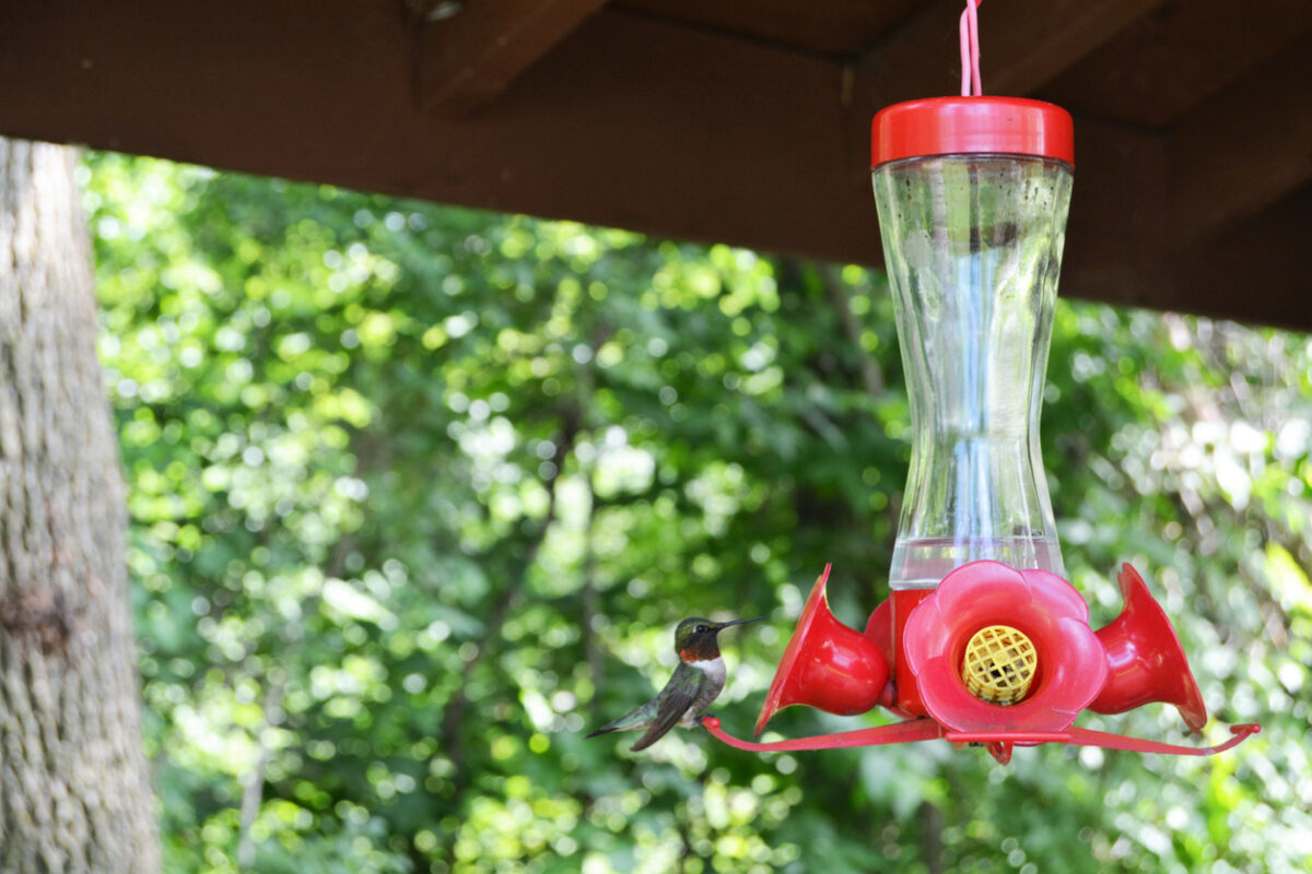 best places to hang bird feeders