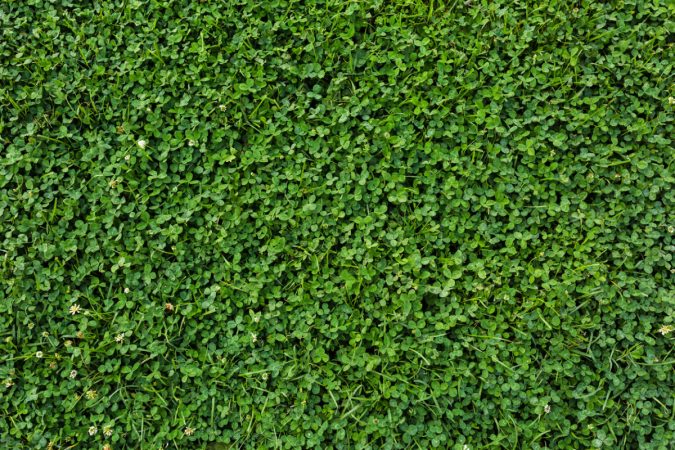 11 Important Things to Know About Clover Lawns