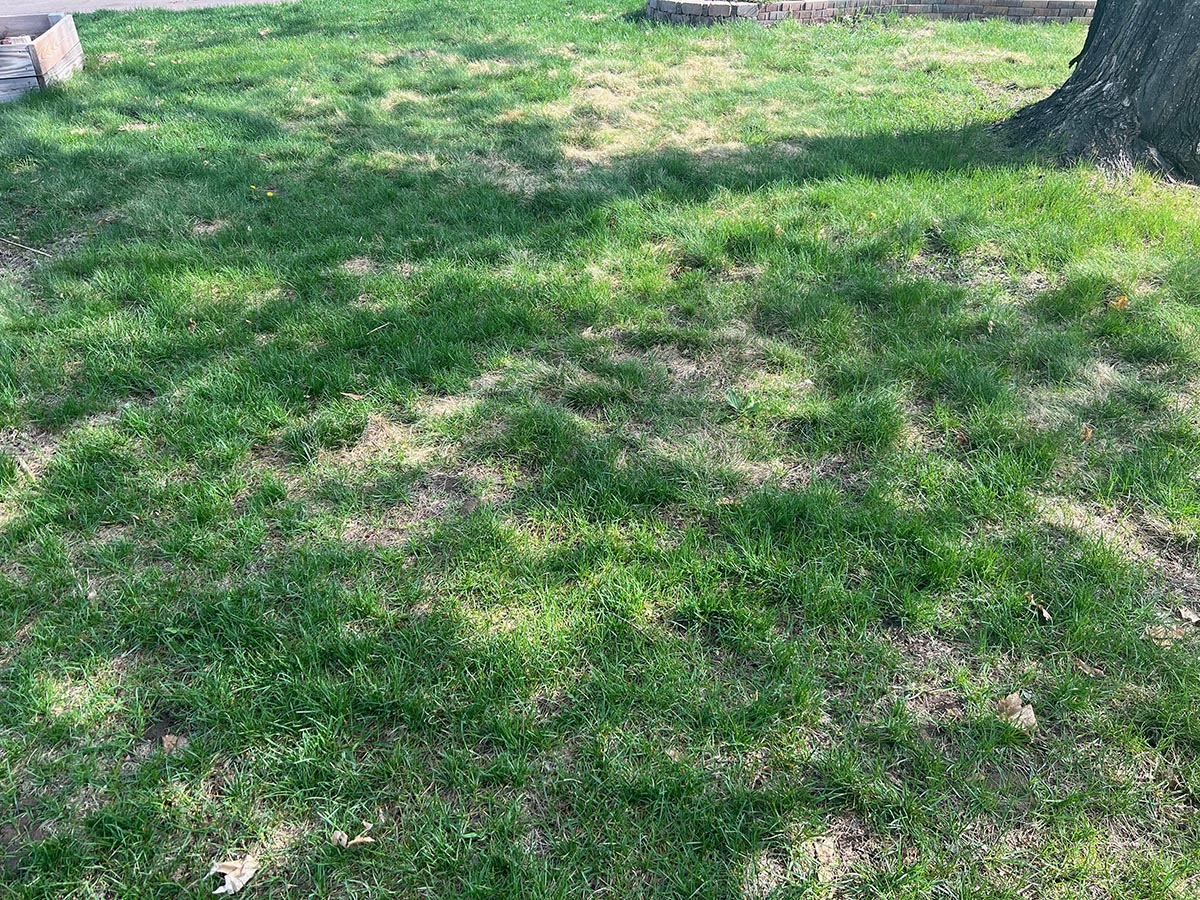 A close up of a few residual patches in the author's lawn. 
