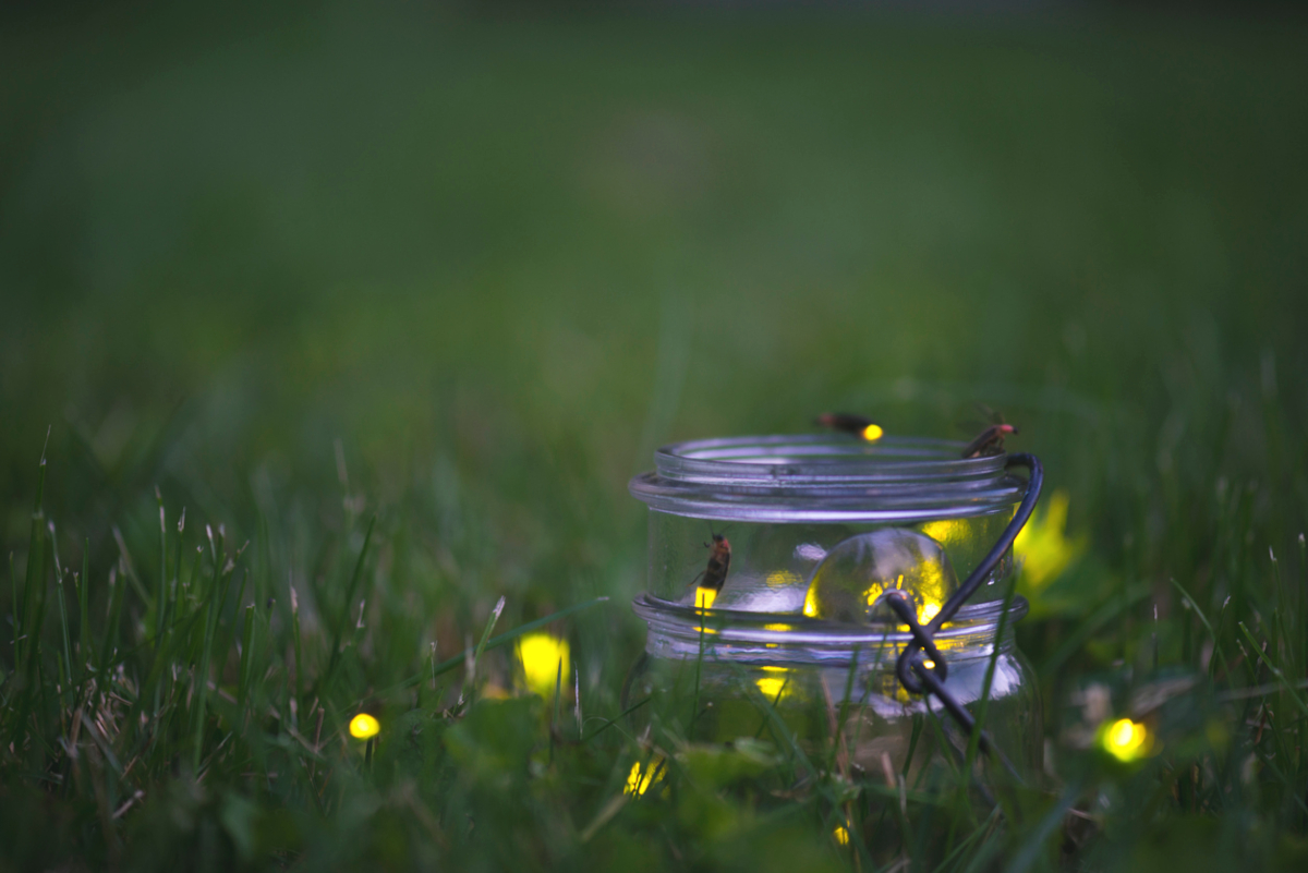 how to attract fireflies