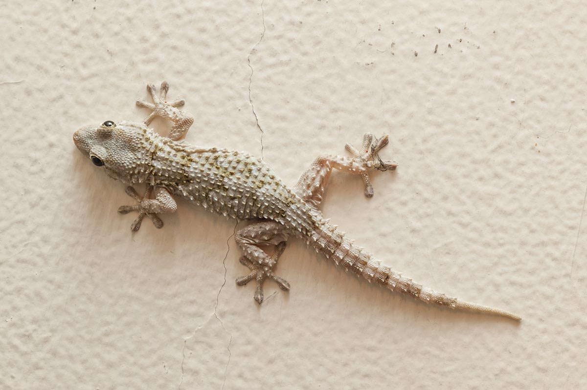 How to Get Rid of Lizards Quickly and Humanely - Bob Vila