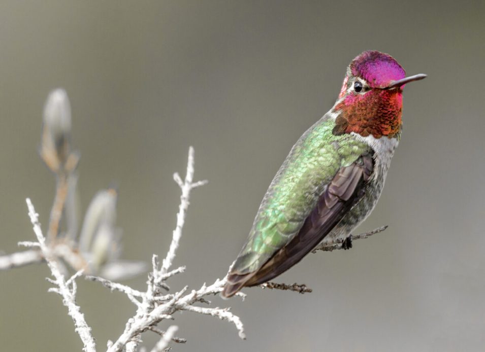23 Types of Hummingbirds All Backyard Birdwatchers Should Know - Bob Vila