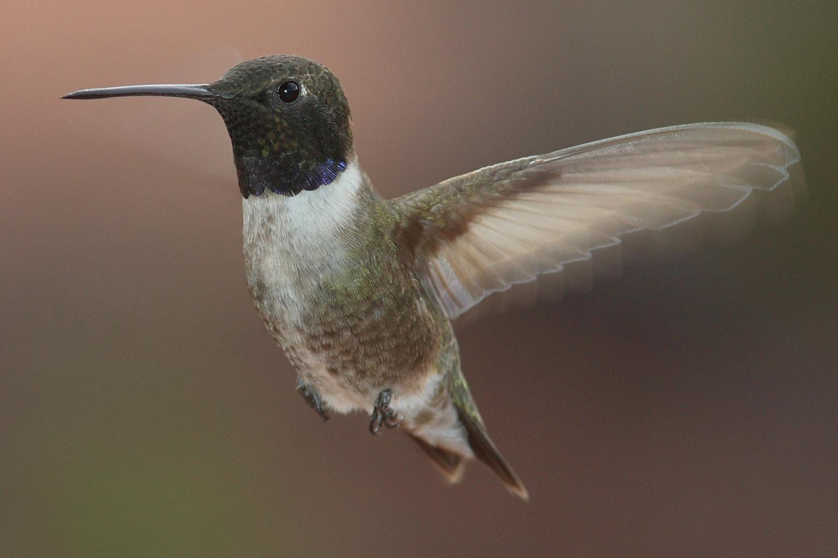 23 Types of Hummingbirds All Backyard Birdwatchers Should Know - Bob Vila
