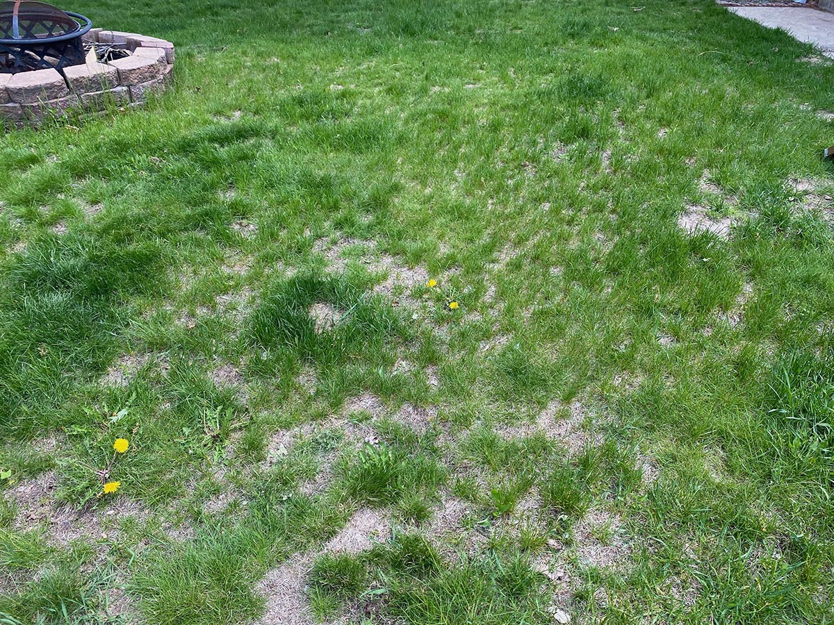 A close up of the writer's patchy lawn. 