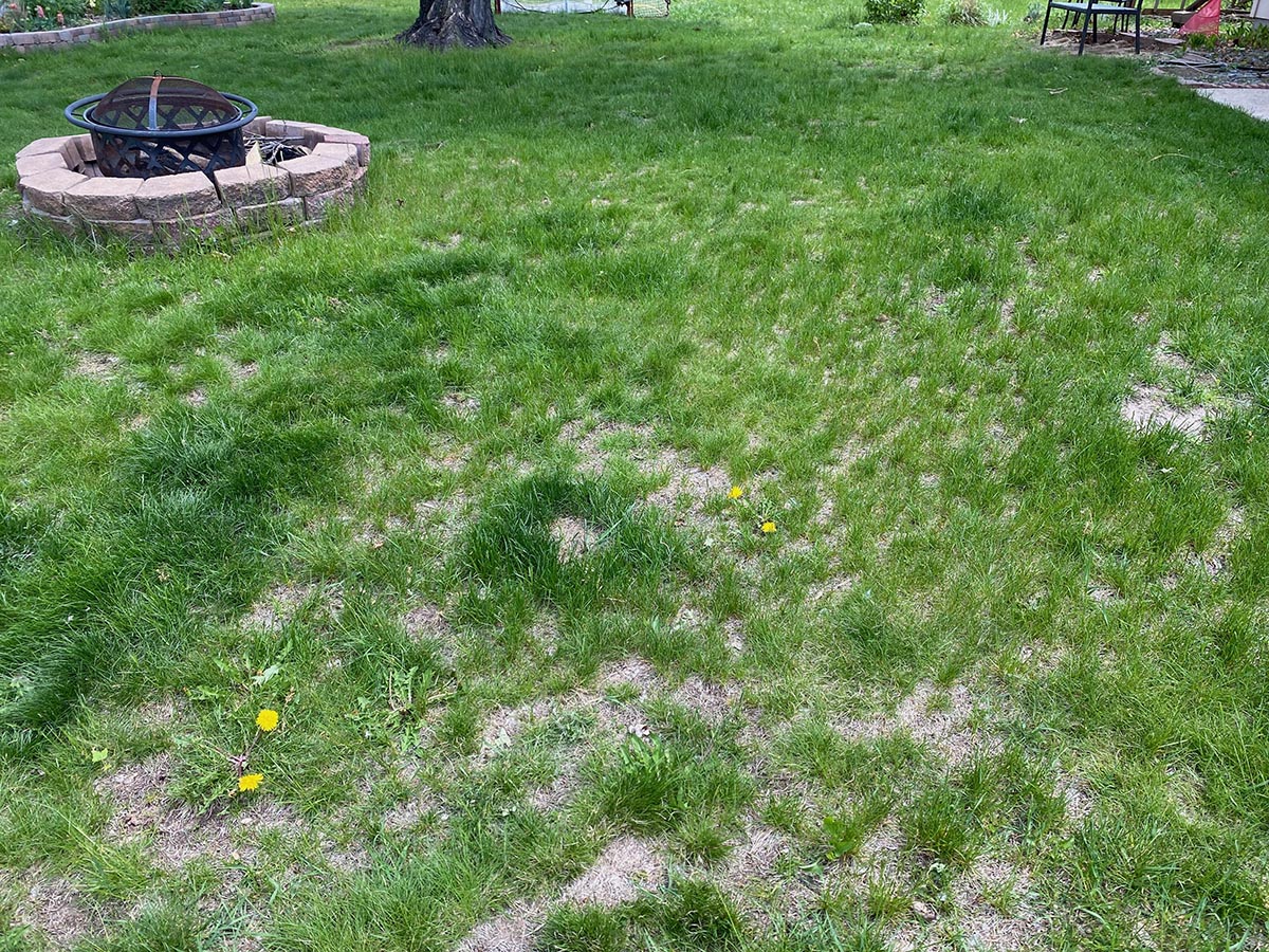A close up of the writer's patchy lawn. 