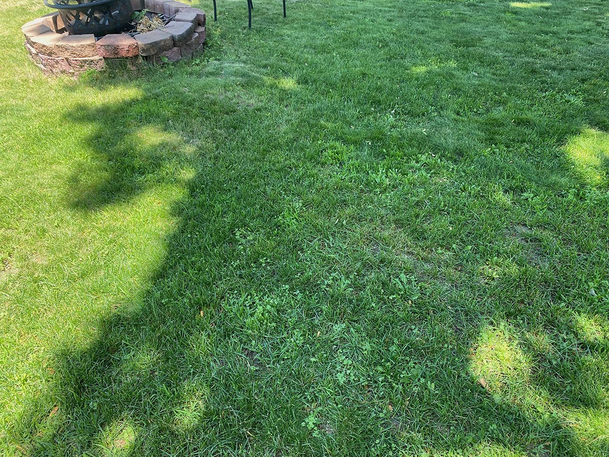A close up of the writer's lush green lawn.