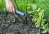The Best Lawn Care Product Option Weeder
