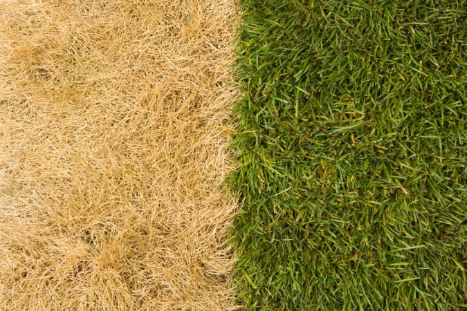 Is Dog Pee Killing Grass in Your Yard? Here’s How to Fix It
